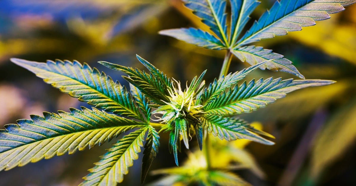 Georgia advocates hoping for expansion of medical marijuana during 2026 legislative session – CBS News