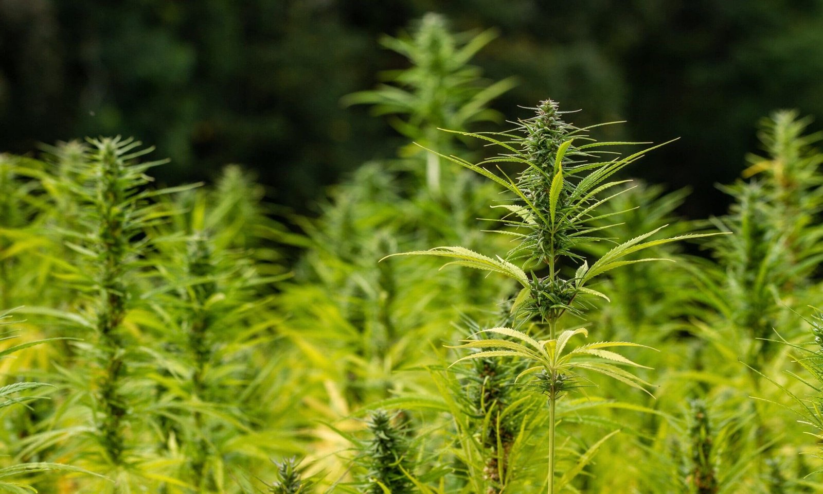 GOP Congressman Files Bill To Delay Federal Hemp Ban For Two More Years As Trump Calls For CBD Access – Marijuana Moment