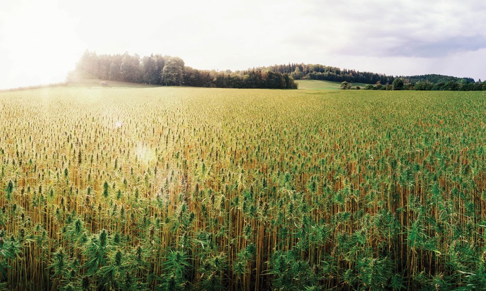 How North Carolina got Legal-ish Weed without Legalizing It – Business North Carolina