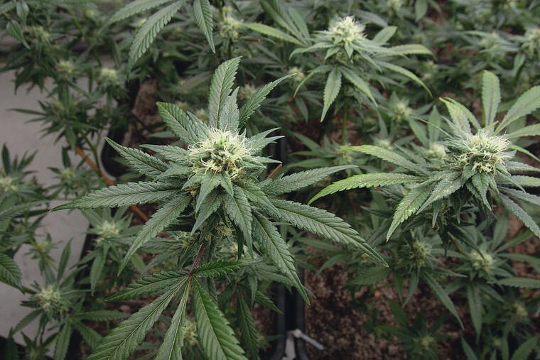 Letter: Legal marijuana will cause more mayhem – Honolulu Star-Advertiser