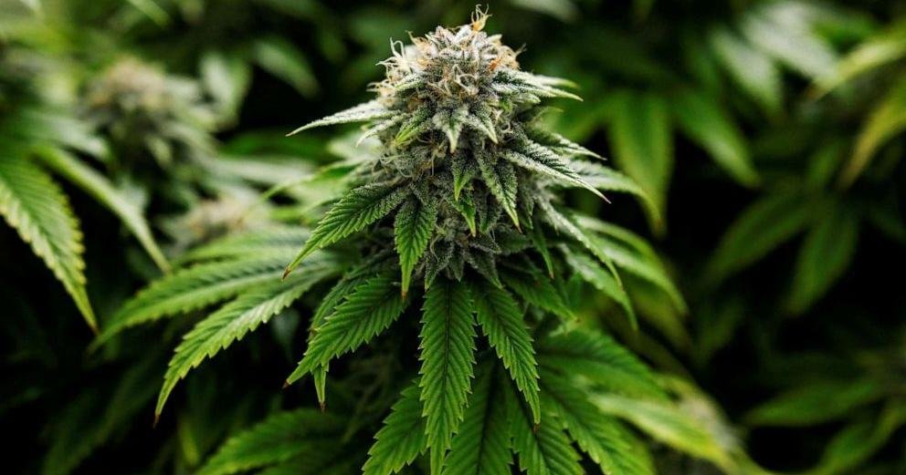 Bill to establish a licensed and regulated recreational marijuana market put forth in Virginia – Chatham Star-Tribune