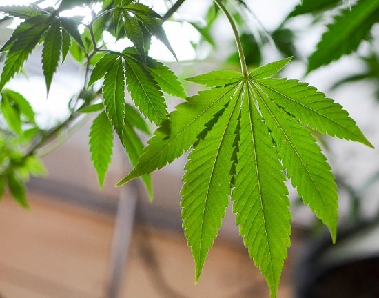 ICAPP Research: The Sentimental Divide Between “Marijuana” and “Cannabis” May Not Be as Wide as You Think – Mercer County Outlook