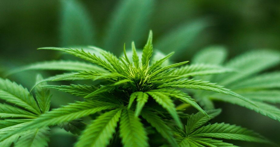 Delaware bill would allow terminally ill patients to use medical marijuana in health facilities – CoastTV