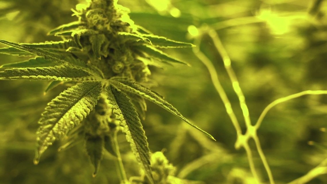 First medical cannabis processor in Kentucky approved; here's where – WHAS11