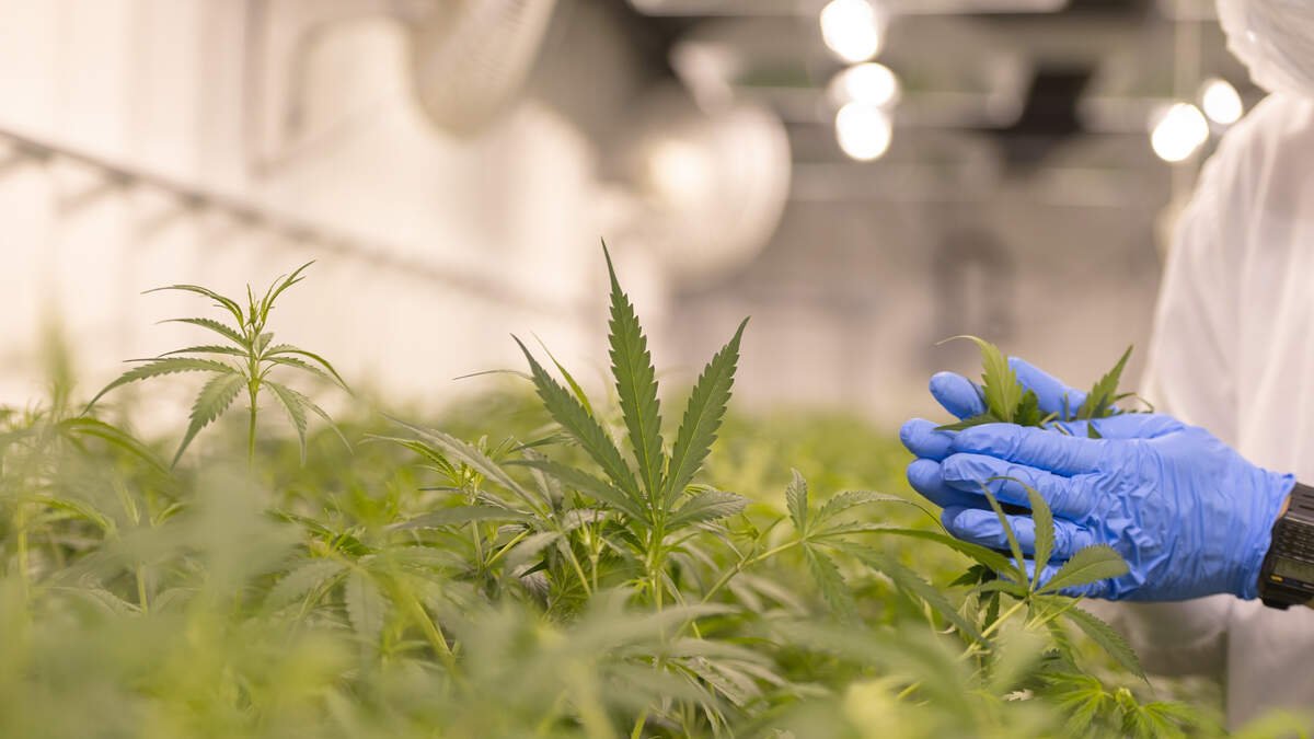 Michigan Marijuana Tax Lawsuit Moves Forward – Newsradio WOOD 1300 and 106.9 FM