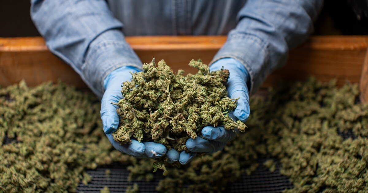 Appeals court denies bypass request in case over new 24% marijuana tax – Michigan Public