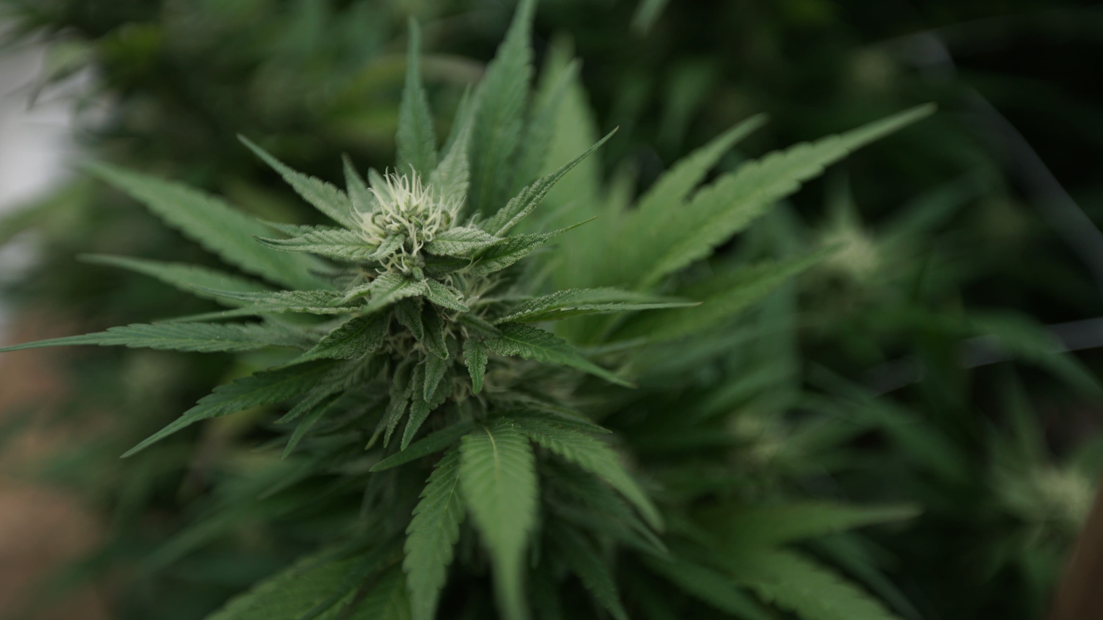 Federal hemp THC ban would be delayed for two years under new bill (Newsletter: January 14, 2026) – Marijuana Moment