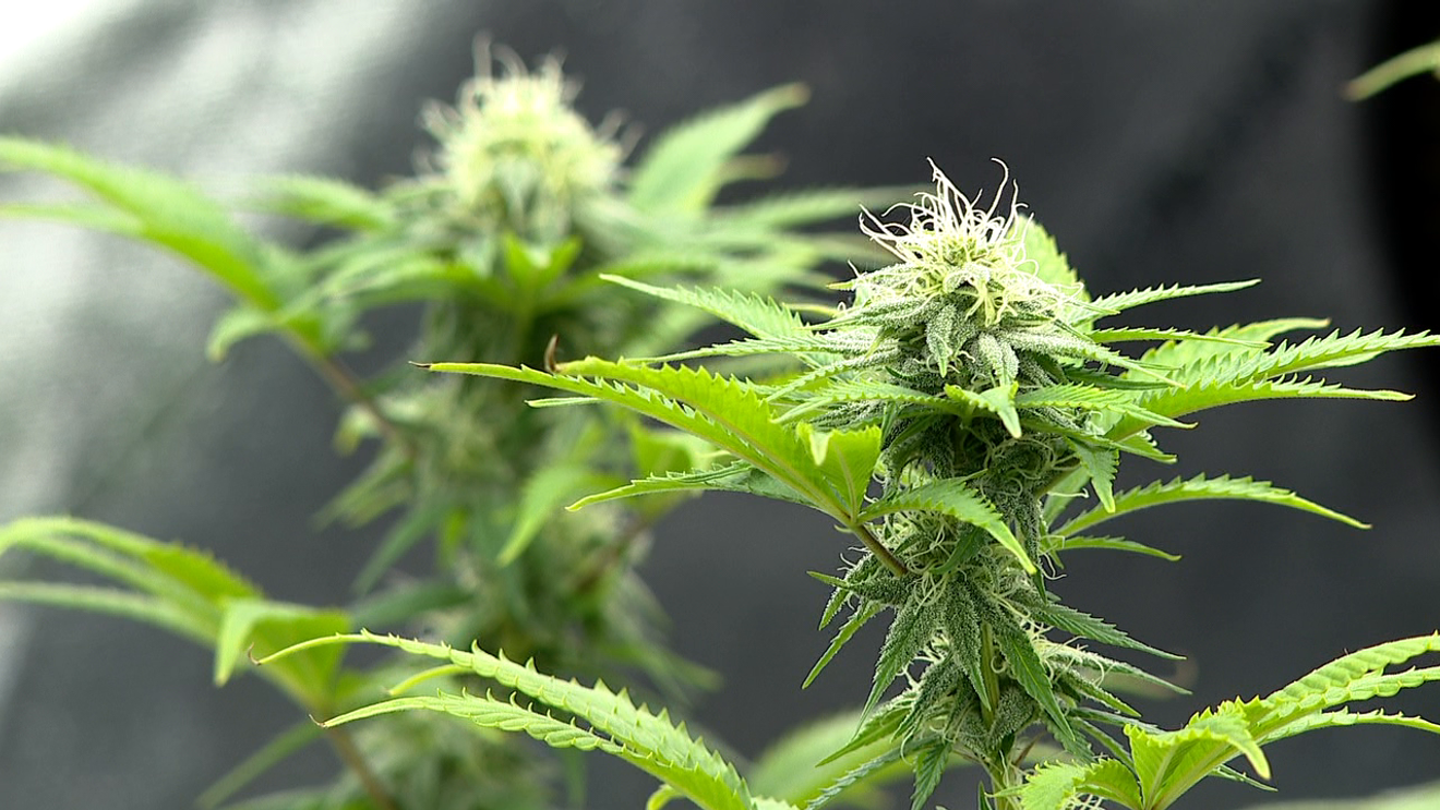 Hemp industry faces challenges as government redefines THC limits in shutdown bill – WLOS