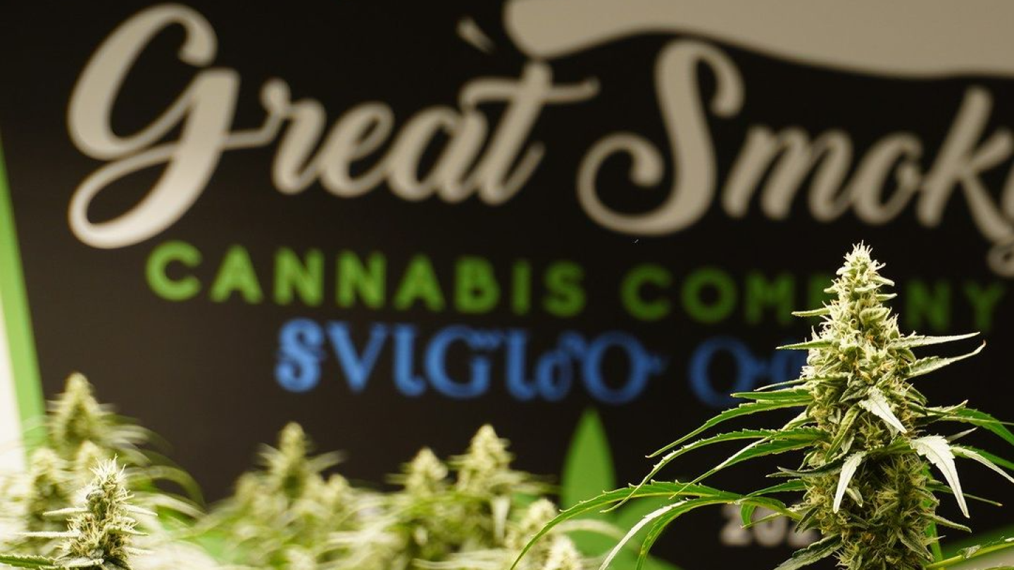 Great Smoky Cannabis Co. to begin recreational marijuana sales to adults in September – AVLtoday