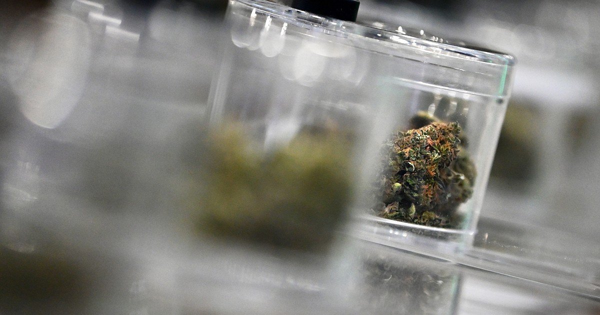 Four years of legalized adult-use marijuana in Montana produces more than $1 billion in sales – Daily Inter Lake