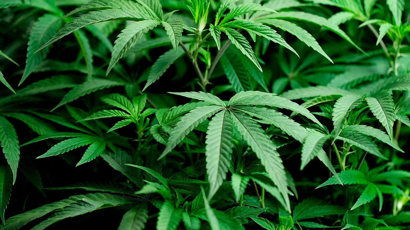 Website launched as medical cannabis industry gears up in Qualla Boundary – WLOS