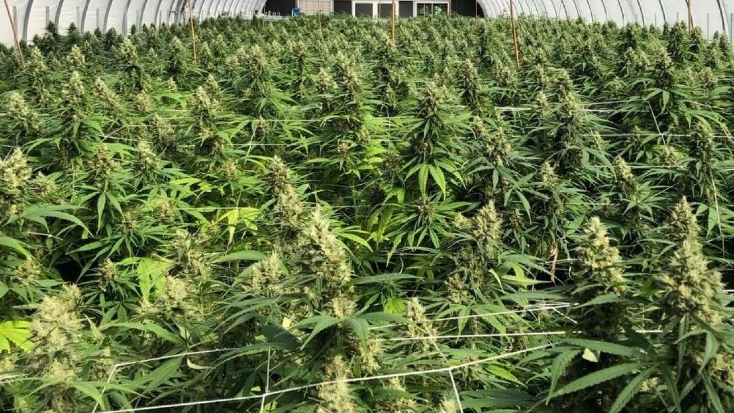 The deets on Delta-8, aka 'marijuana lite,' in Asheville, NC – AVLtoday