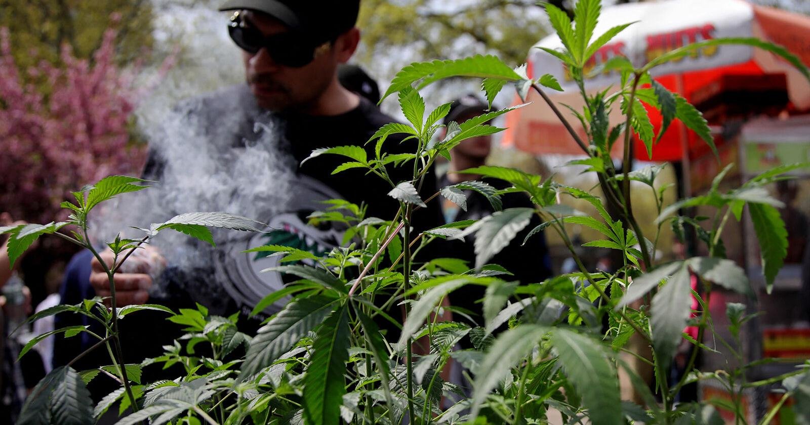 Gov. Ron DeSantis agency’s order to election supervisors could damage Florida marijuana referendum effort – The Daily Gazette