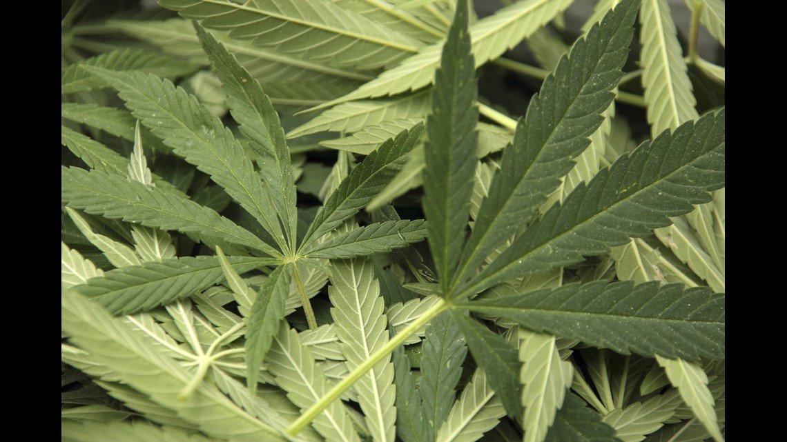 1,400 Pounds Of Pot Seized In Buncombe County – wfmynews2.com