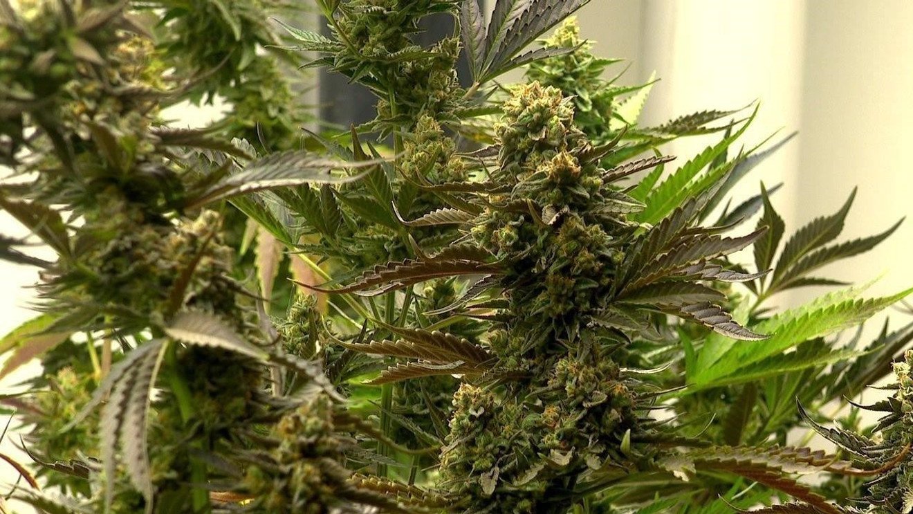 Tennessee Lawmakers Reignite Marijuana Policy Debate – WZTV