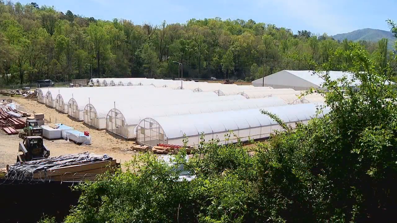 US Senators Tillis, Budd question legality of Cherokee tribe's cannabis program – WLOS