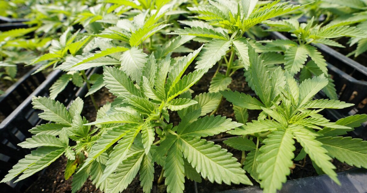 Appeals fly in flight over proposed recreational marijuana amendment – WUSF