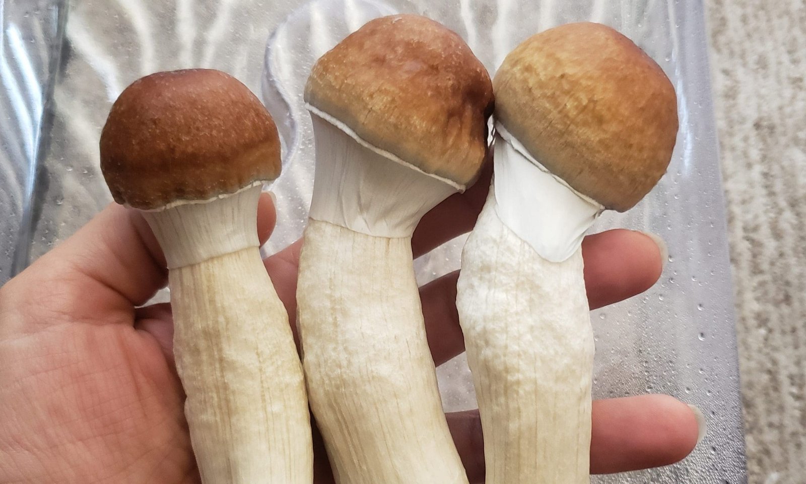 New Jersey Governor Signs Bill Creating Psilocybin Therapy Pilot Program And Allocating $6 Million To Psychedelic Treatment Effort – Marijuana Moment