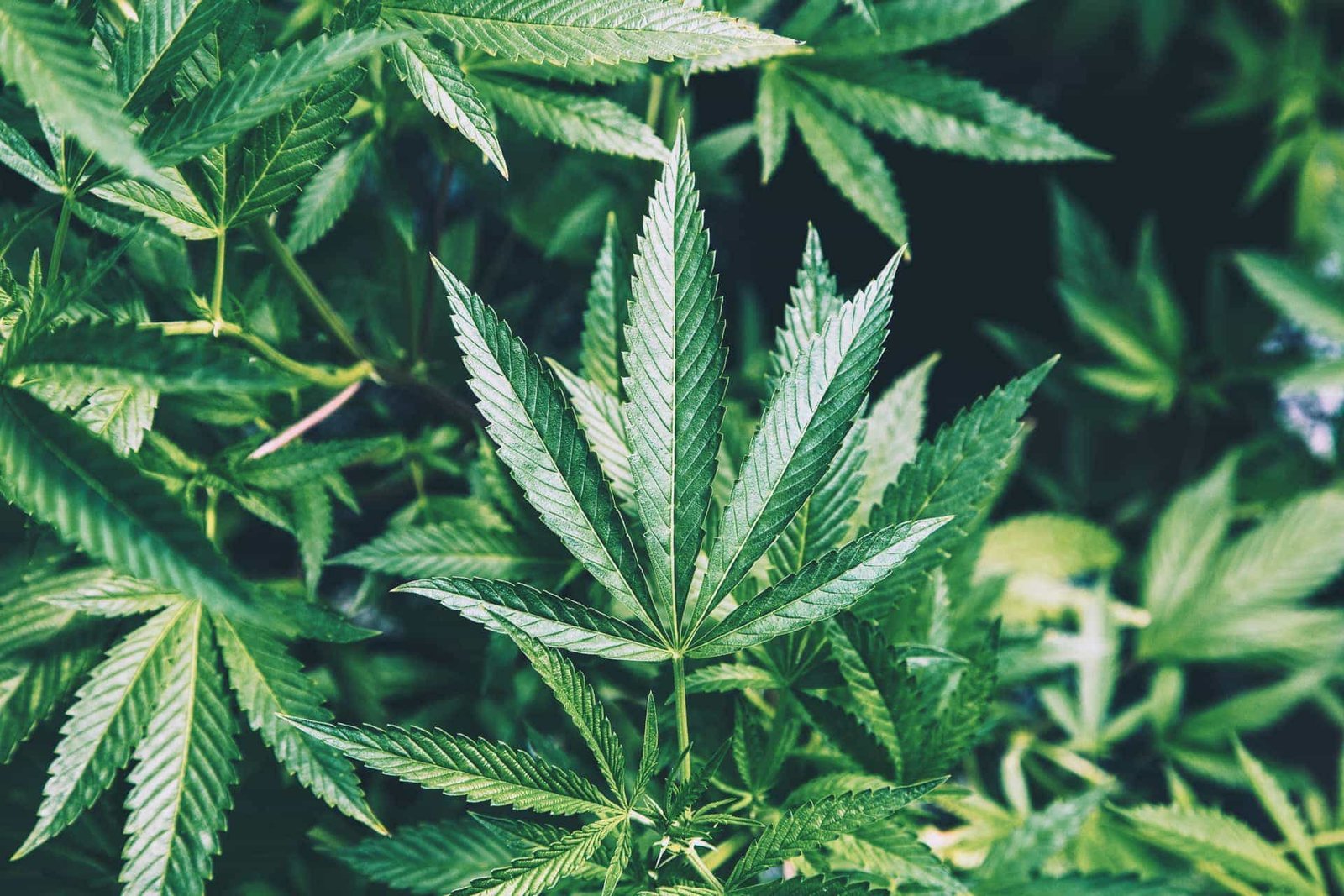 Months after initial report, West Virginia still has not released $34 million in medical cannabis revenue – mybuckhannon.com