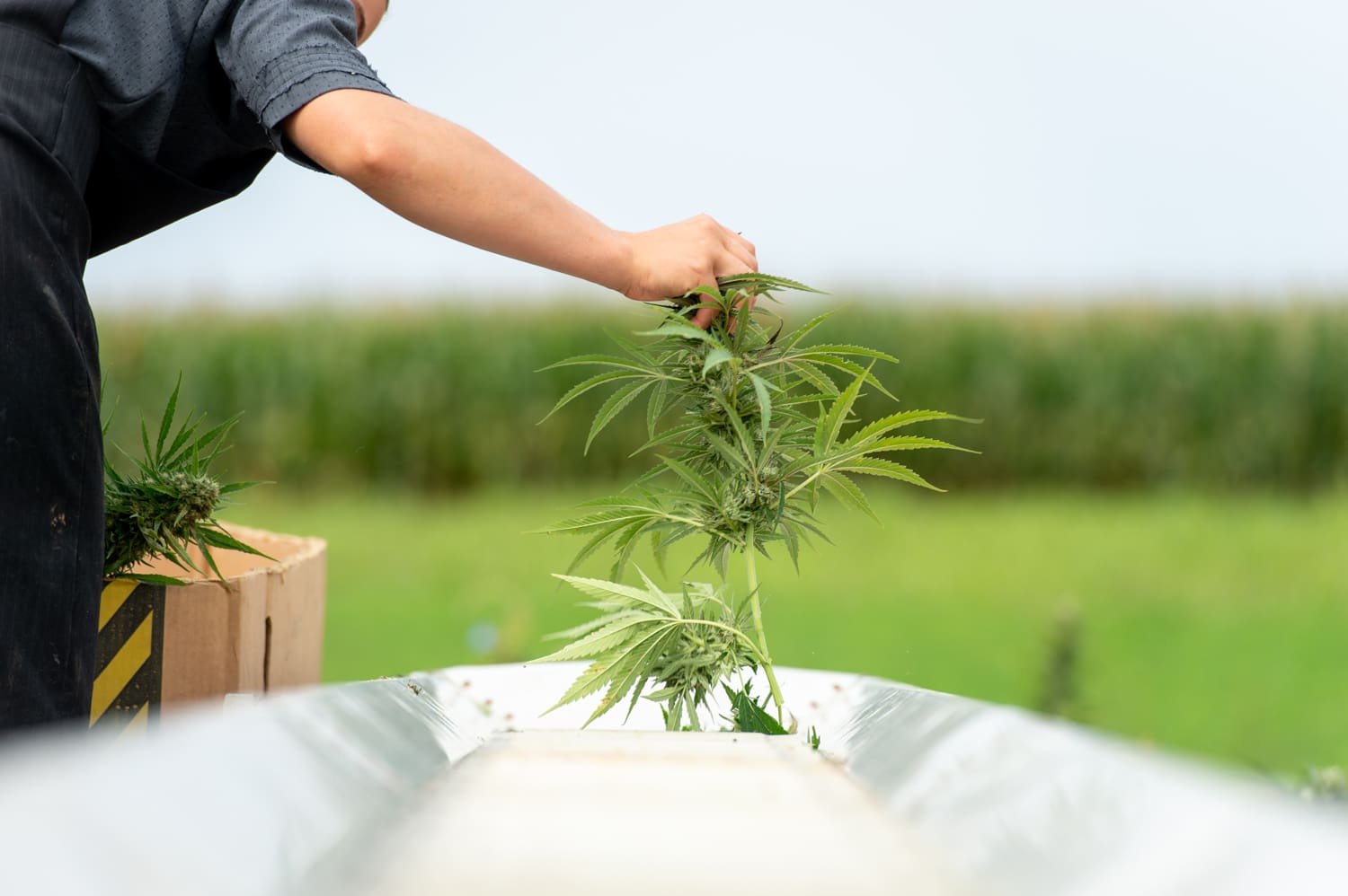 South Carolina Lawmakers Should Pass Hemp Legislation That Smartly Regulates Products (Op-Ed) – Marijuana Moment