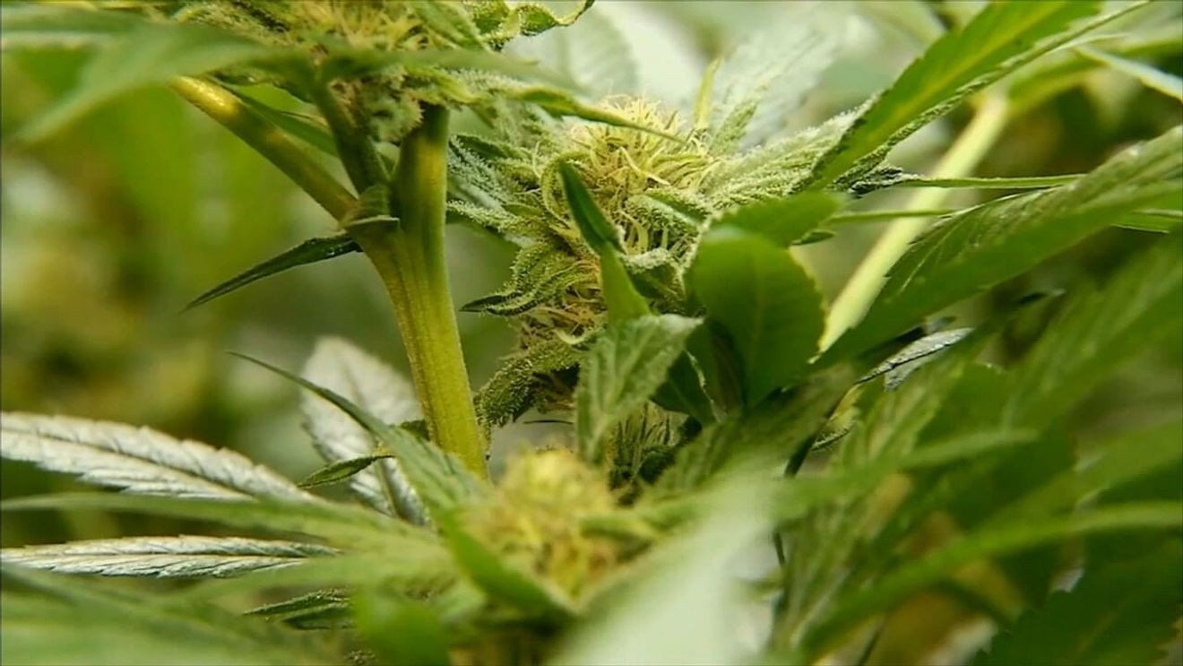 Maine man claims group gathering signatures on marijuana petition misled him – wgme.com