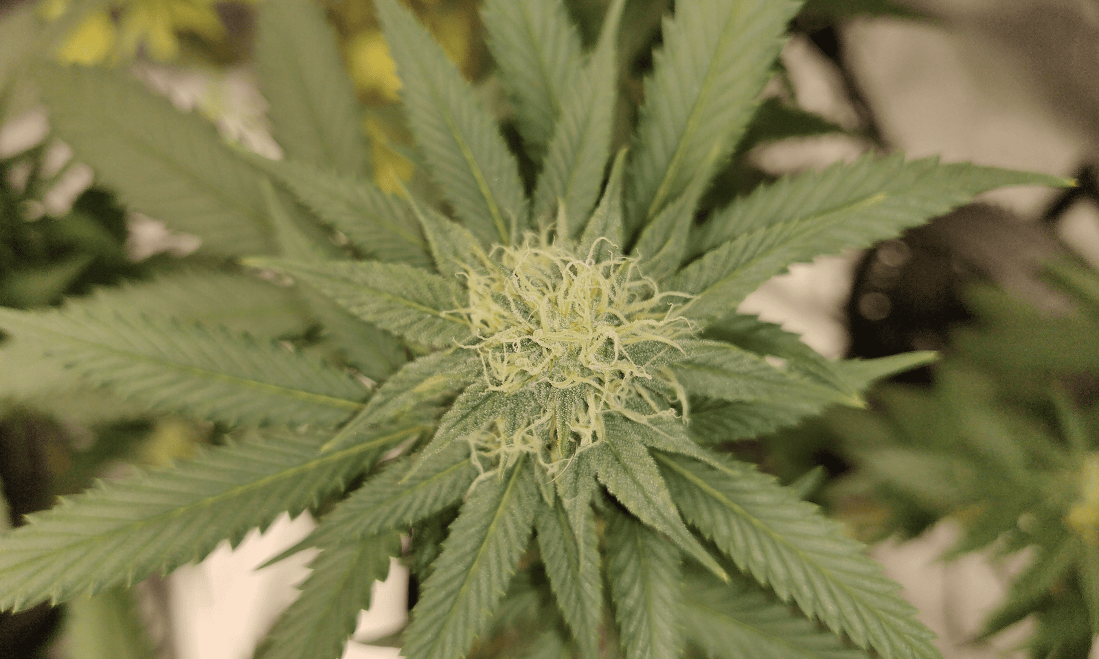 Senate Approves Trump's White House Drug Czar Pick Who Supports Medical Marijuana As Rescheduling Looms – Marijuana Moment