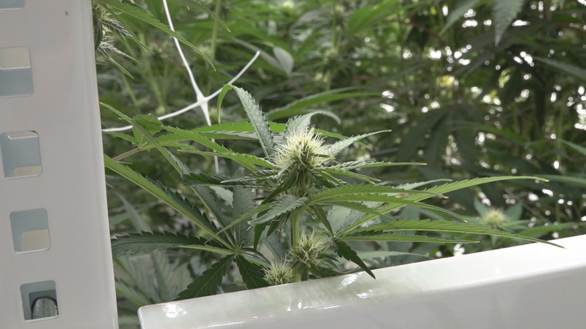 Georgia bill would ban police from searching cars based on marijuana smell alone | Here's what we know – 13wmaz.com