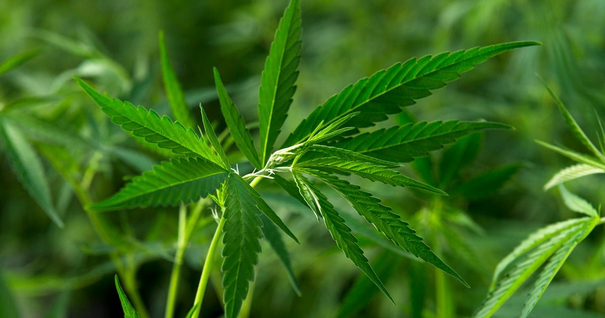 Marijuana recalled from almost 300 Colorado dispensaries had unsafe pesticide levels, state officials say – CBS News