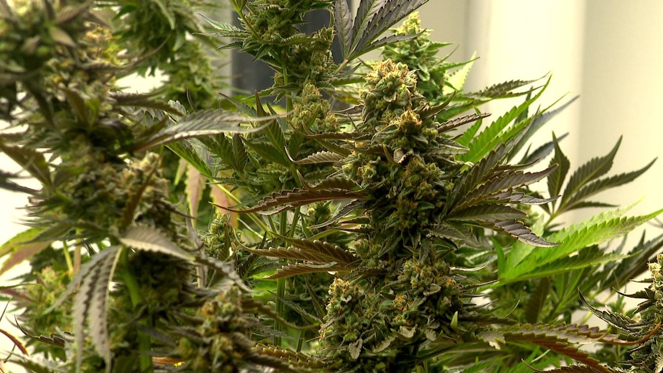 Cherokee Tribe to begin recreational marijuana sales within 60-75 days – wlos.com