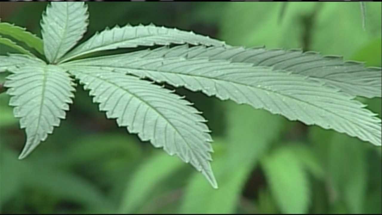 Men admit trying to defraud Maine banks in order to set up illegal marijuana grows – wmtw.com