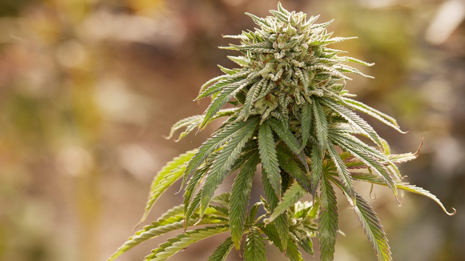 New Florida Bill Would Legalize Recreational Marijuana And End 'Monopolies' In Medical Cannabis With Expanded Business Licensing – Weedmaps