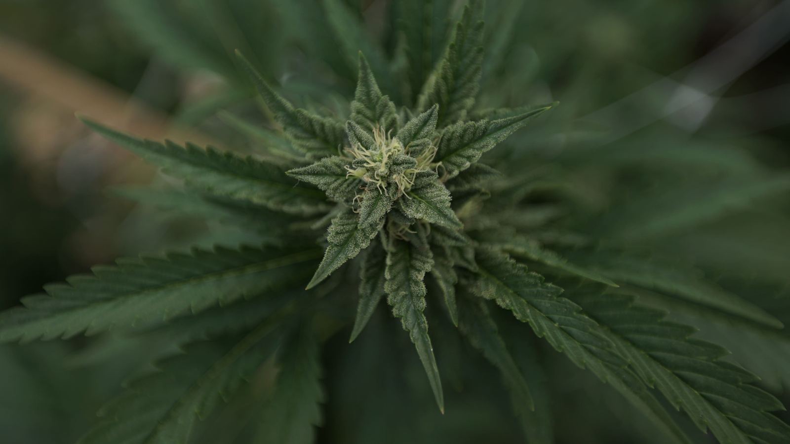 Indiana Lawmaker Files Bill To Legalize Low-Level Marijuana Possession And Cultivation – Marijuana Moment