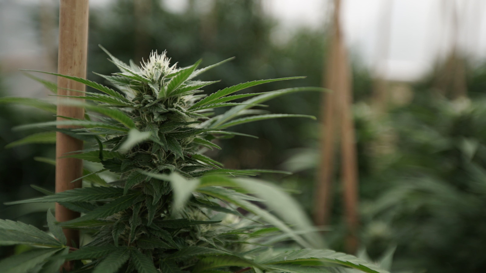 Missouri Regulators Move To Clarify Medical Marijuana Patients’ Purchasing Limits – Marijuana Moment