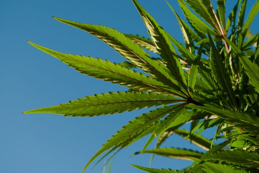 Statewide prosecutors ask FDLE to investigate petition circulators tied to marijuana initiative – thecapitolist.com