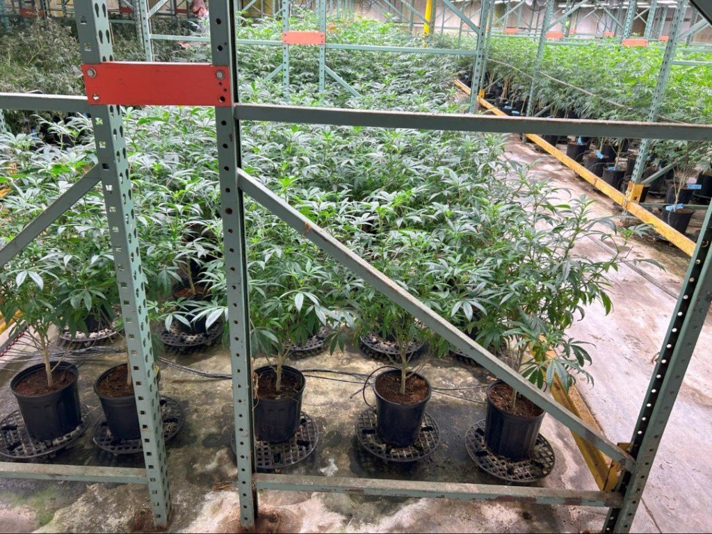 Denver marijuana dispensary’s licenses revoked after links to interstate drug case, code violations uncovered – denverpost.com