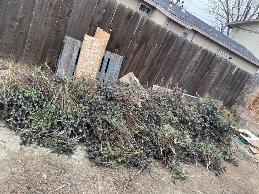 Four arrested in Bakersfield following discovery of marijuana, firearms in multi-agency investigation – Yahoo