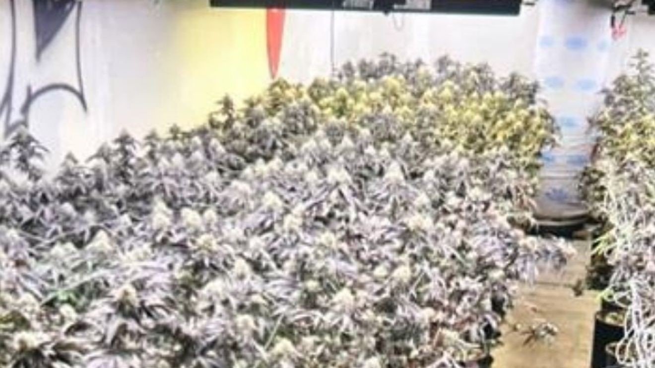 4 arrested after authorities find guns and 4,580+ marijuana plants in joint investigation – bakersfieldnow.com