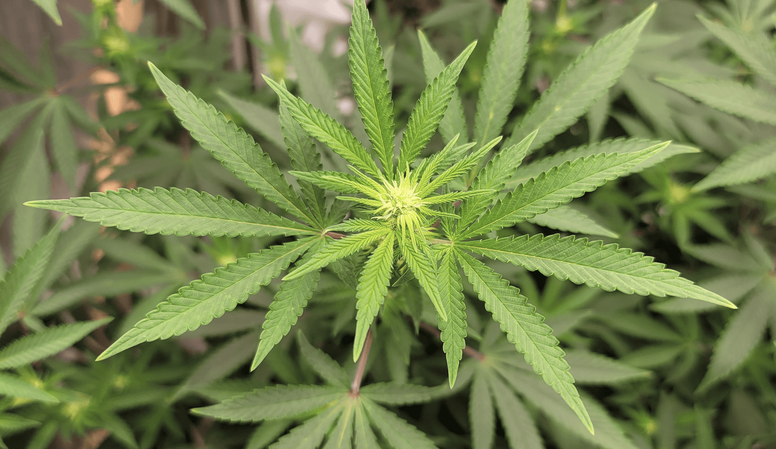 Virginia House And Senate Lawmakers Approve Bills To Legalize Marijuana Sales Under New Pro-Reform Governor – Marijuana Moment