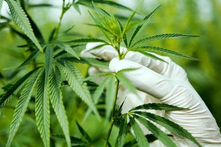 Florida updates pot petition numbers, showing effort to get on November ballot still short of goal – sun-sentinel.com