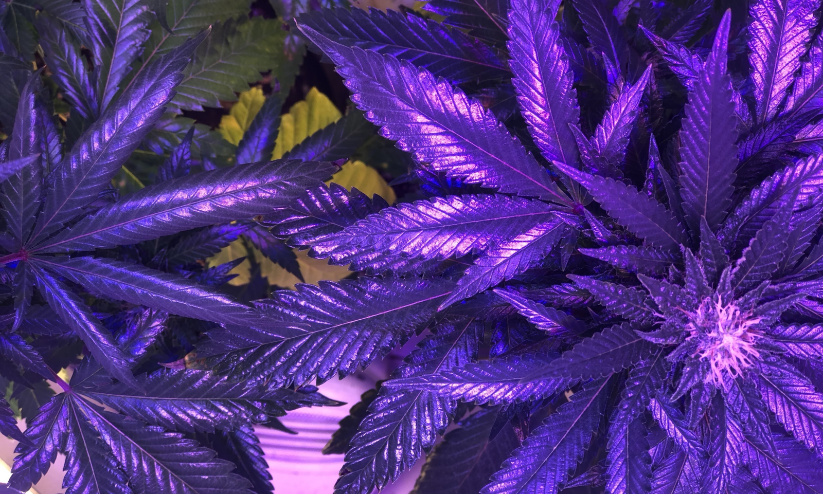 GOP Senator Claims Marijuana Is A 'Gateway Drug,' Voicing Opposition To Trump's Rescheduling Order – Marijuana Moment