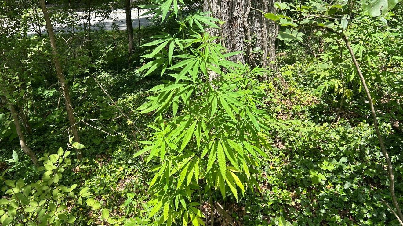28 marijuana plants found growing in wooded area of UNCA's Millennial Campus, police say – wlos.com