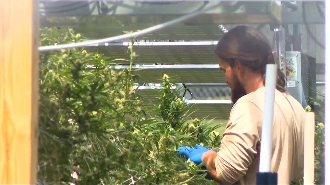 NC residents can now apply for Eastern Band of Cherokee Indians' medical cannabis program – wlos.com