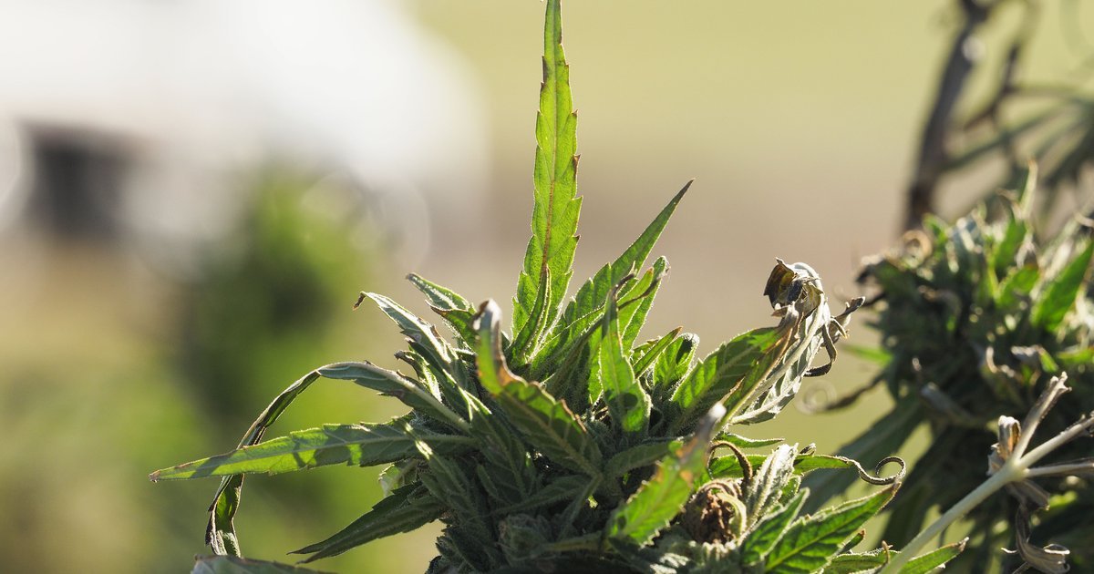 Omaha Tribe of Nebraska plans to open its first cannabis dispensary by early 2026 – nebraskapublicmedia.org