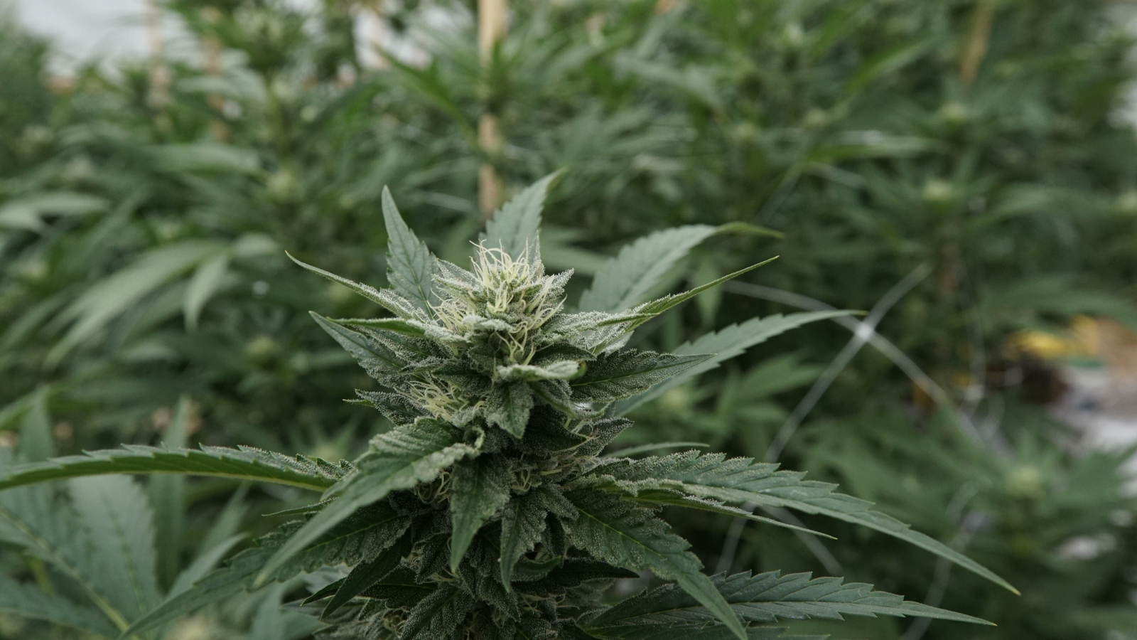 Supreme Court schedules cannabis case argument (Newsletter: January 5, 2026) – Marijuana Moment