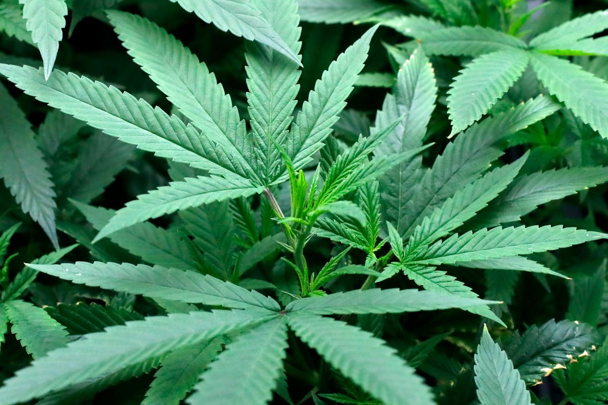 Newton County woman accused of providing marijuana to teenage daughters – newstalkkzrg.com