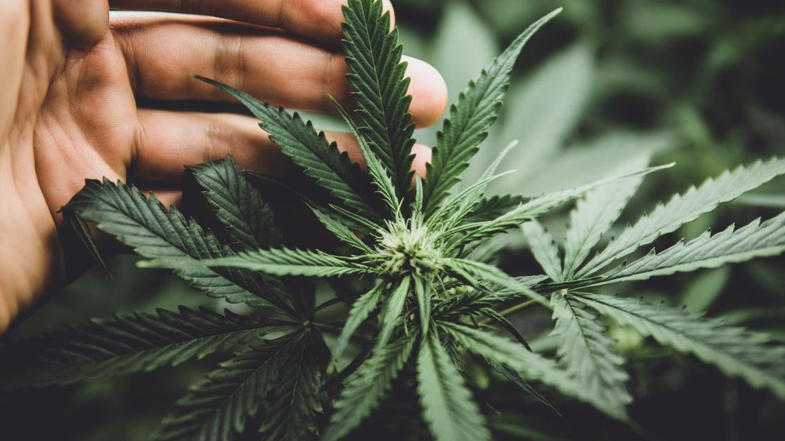 Trump executive order sparks new questions for NC's hemp industry amid marijuana reclassification – wcnc.com