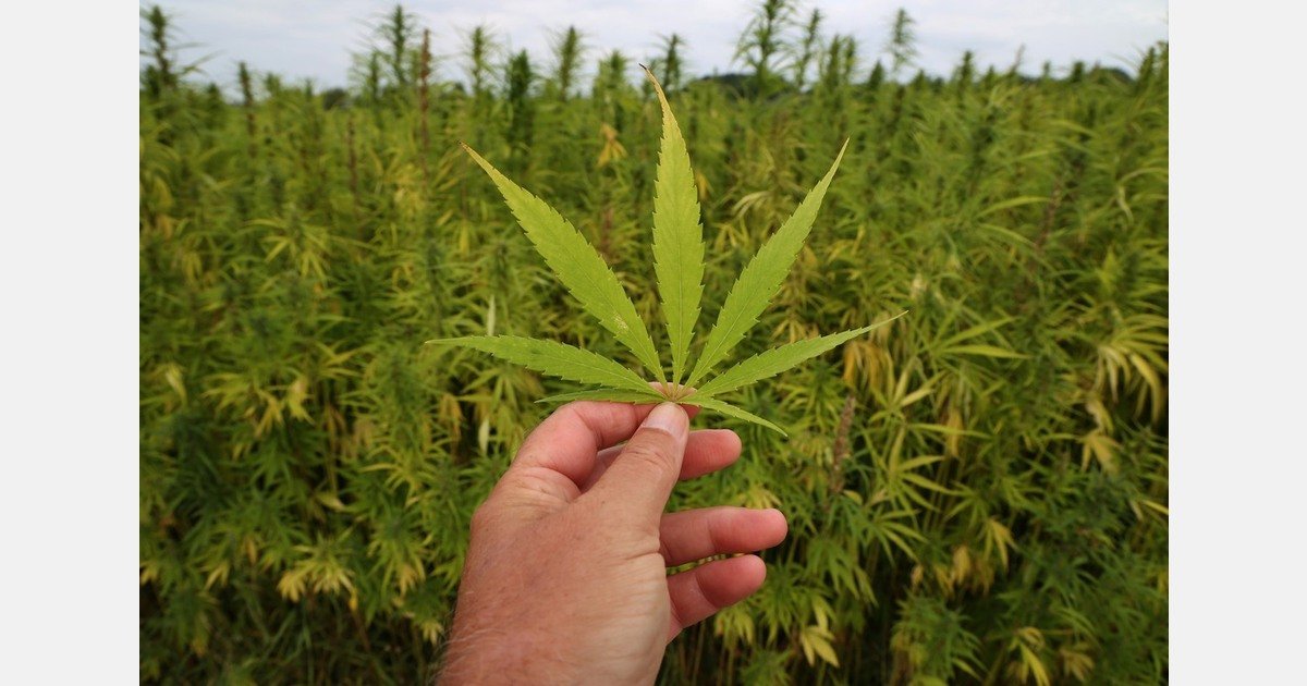 US: What to know about Cherokee NC cannabis after comments during Bondi, Tillis hearing – MMJDaily