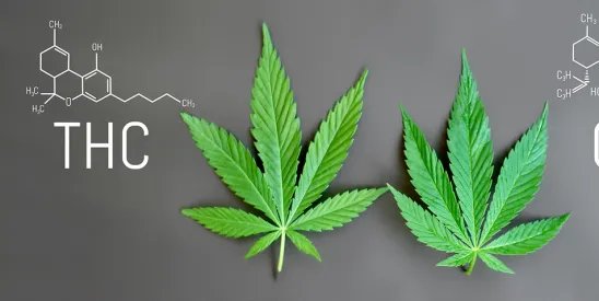 North Carolina Governor Forms a [High] Council on Cannabis – The National Law Review