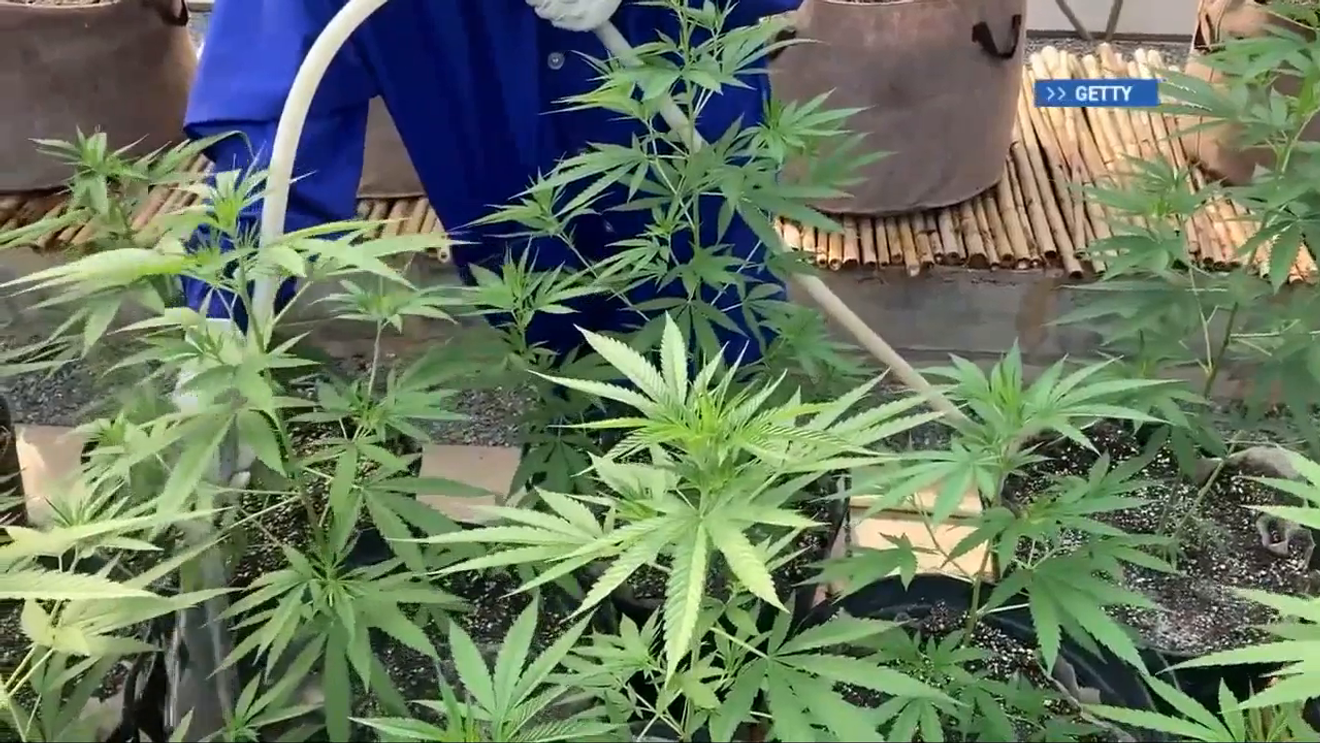 Qualla Enterprises' Great Smoky Cannabis Co. set to open April 20 – wlos.com