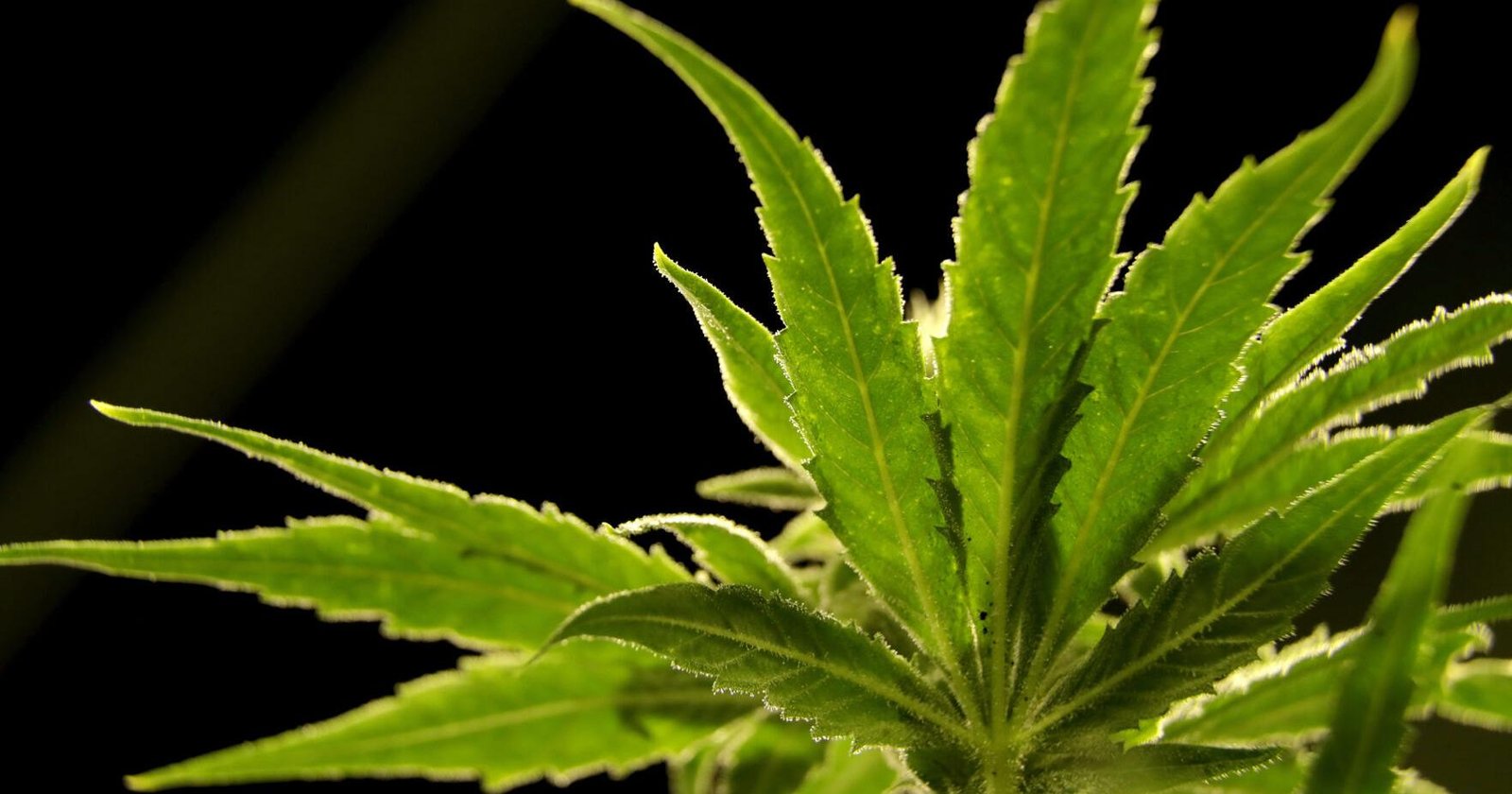 Medical marijuana dispensaries set to open in Louisville and Frankfort this week – wdrb.com